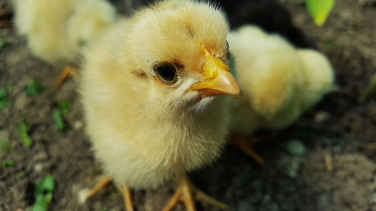 chicken, baby chick, yellow chicken