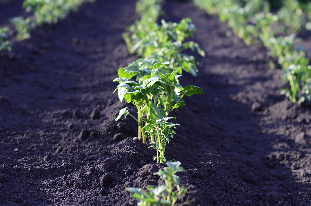 field, potato, harvest